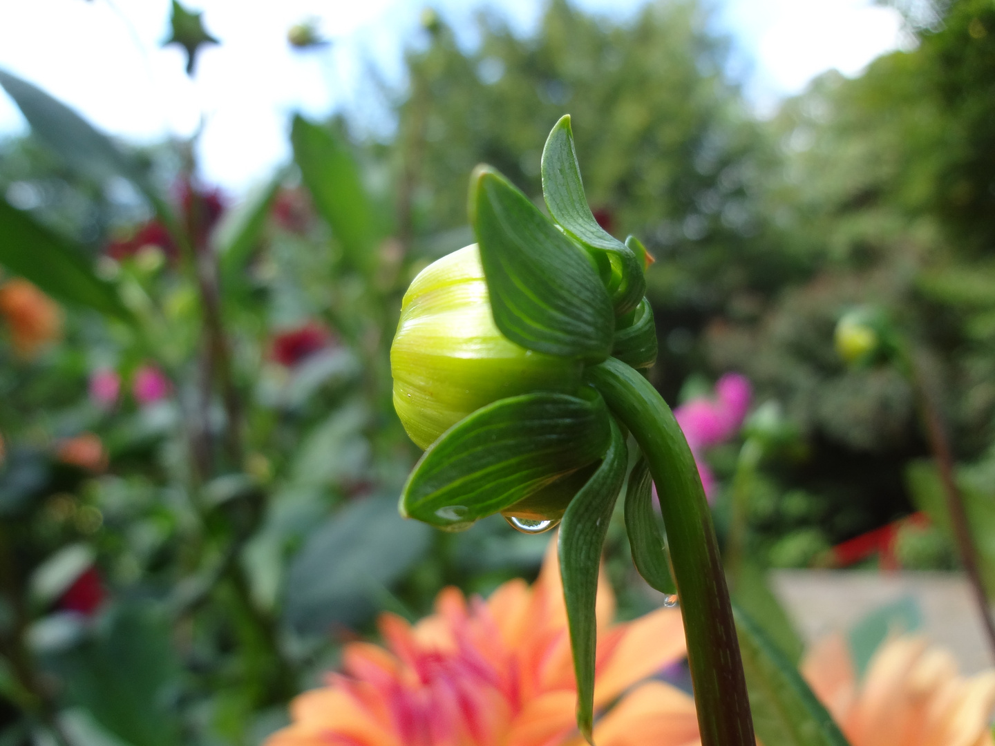 Blumen im Ruhrgebiet 5