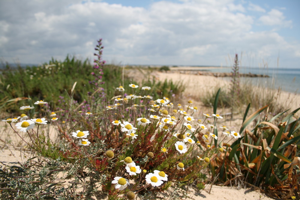 Blumen im Sand