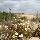 Blumen im Sand