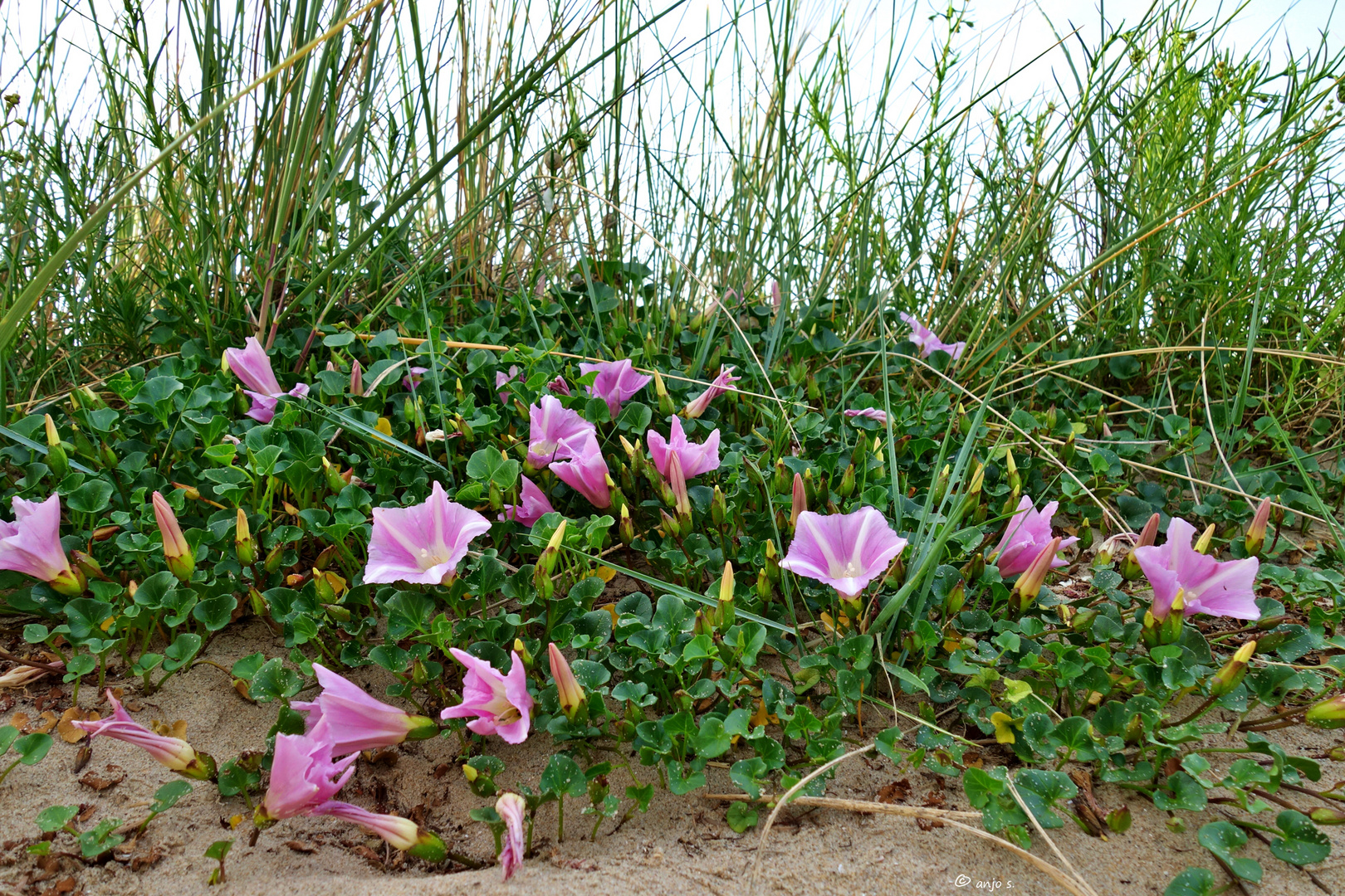 Blumen im Sand
