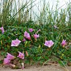 Blumen im Sand