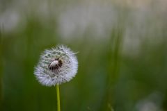 Blumen im Schlosspark 