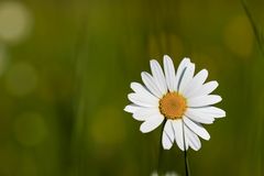 Blumen im Schlosspark 