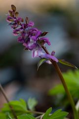 Blumen im Schlosspark Pottendorf