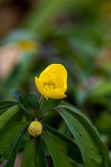 Blumen im Schlosspark Pottendorf 