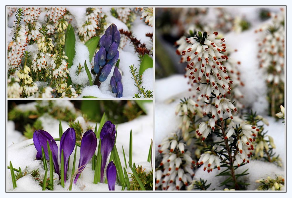 Blumen im Schnee 2