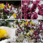 Blumen im Schnee 