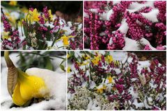 Blumen im Schnee 