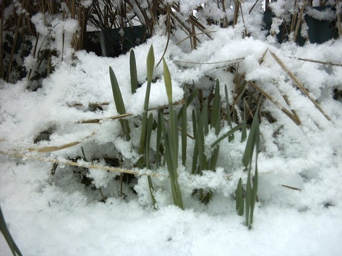 Blumen im Schnee