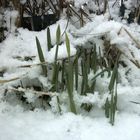 Blumen im Schnee