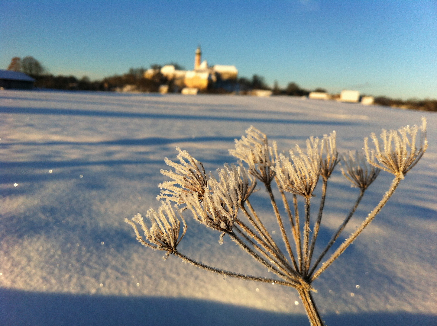 Blumen im Schnee