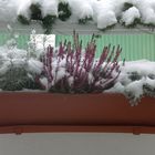 Blumen im Schnee