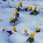 Blumen im Schnee