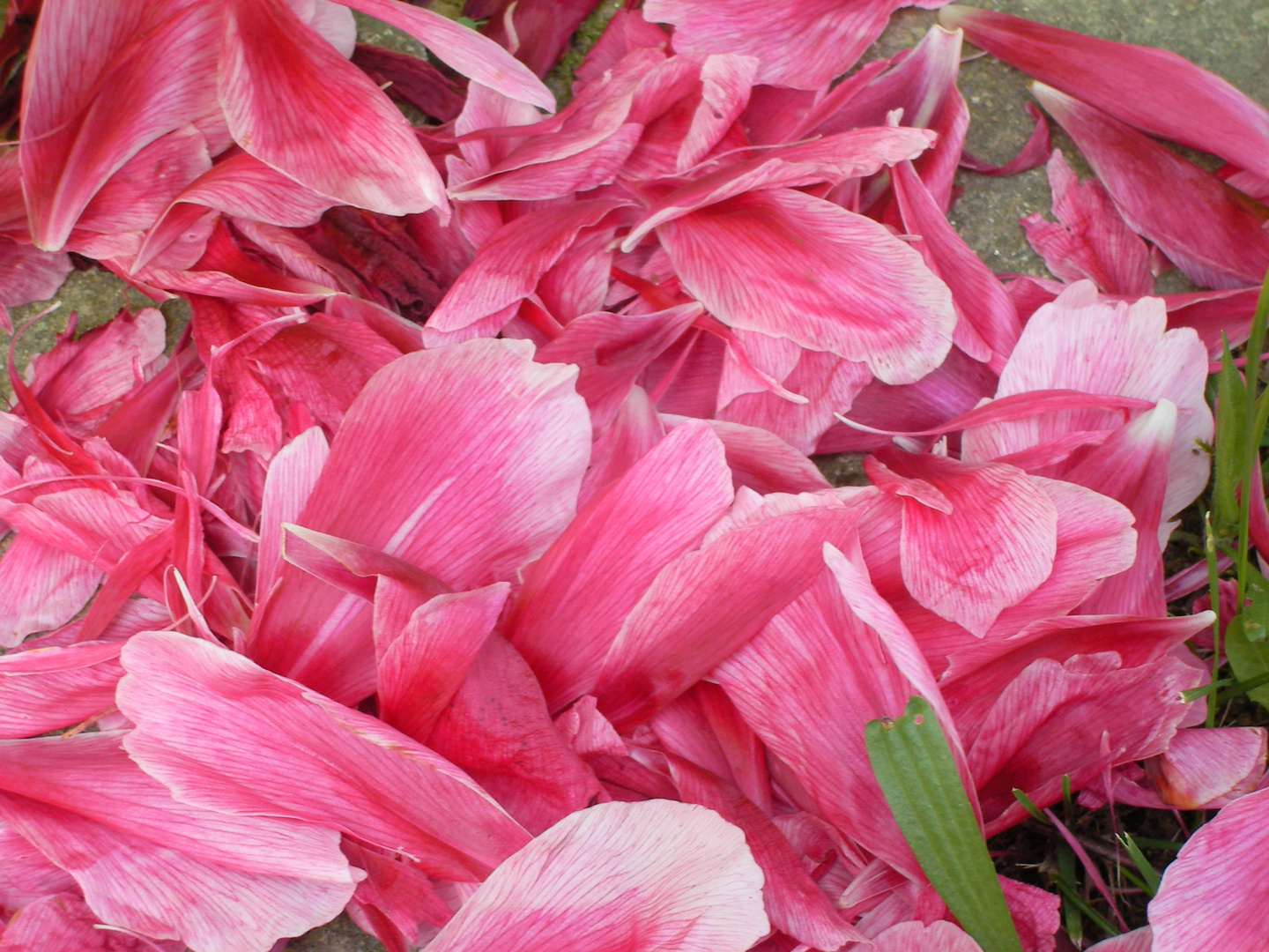 Blumen im Schulgarten