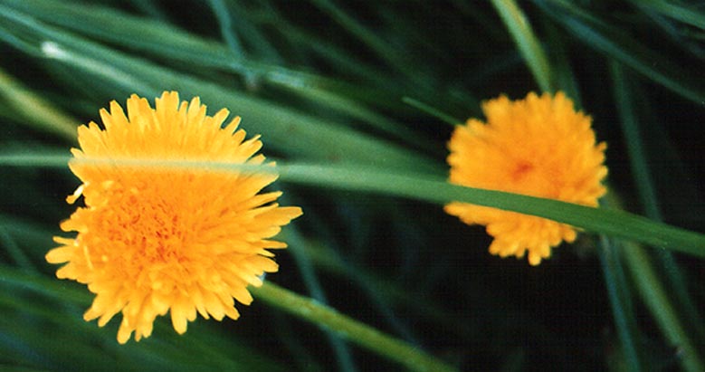 Blumen im Schutz der Wiese