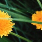 Blumen im Schutz der Wiese
