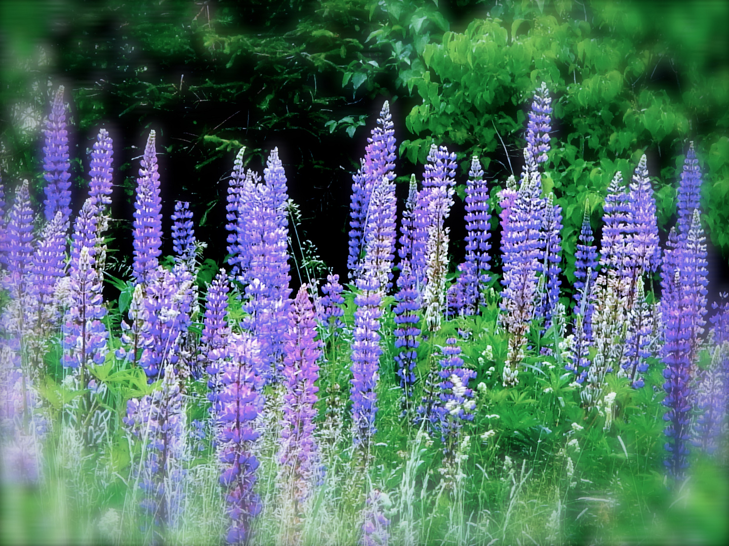 Blumen im Schwarzwald kunstvoll interpretiert