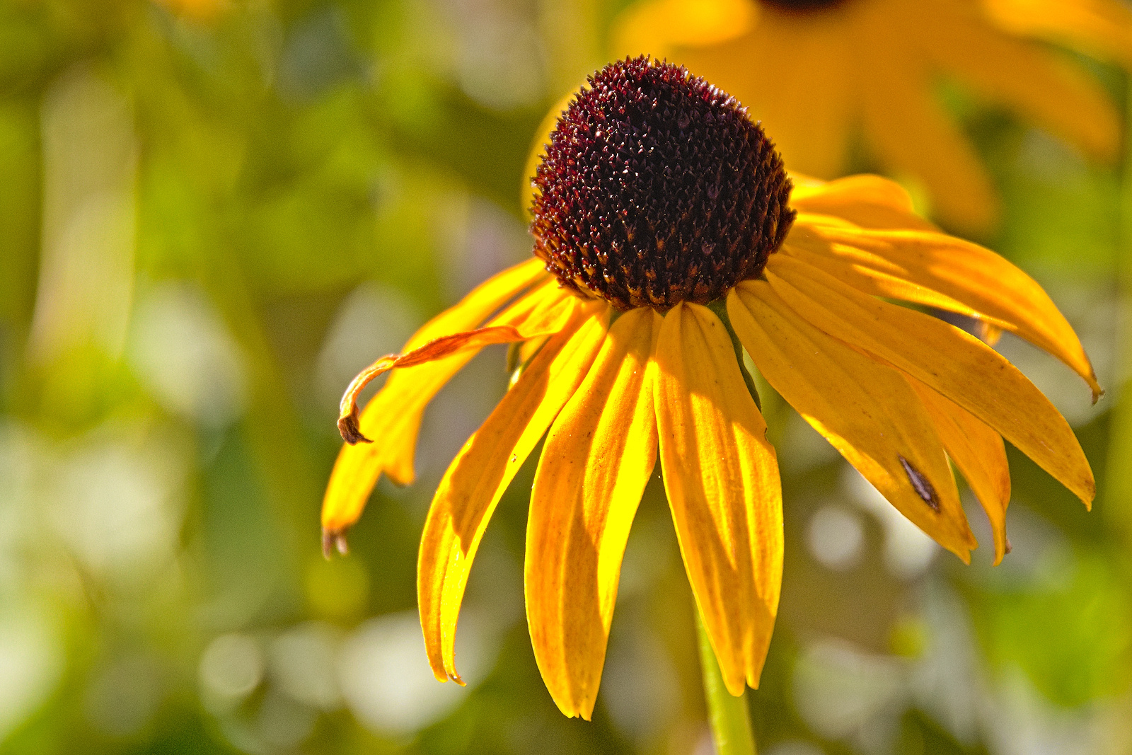 Blumen im September