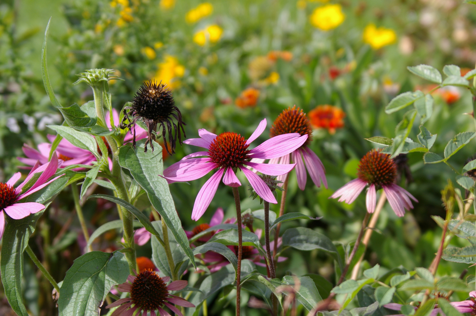 Blumen im September-Sonnenschein