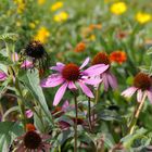 Blumen im September-Sonnenschein