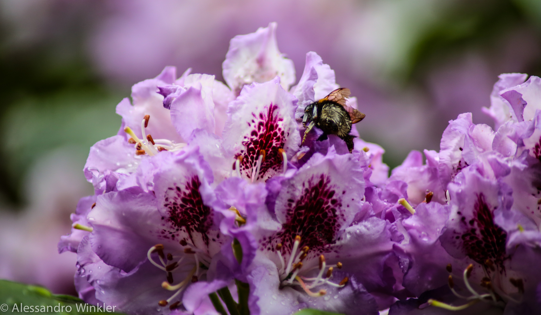 Blumen im Sommer