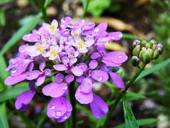 Blumen im Sommer #1