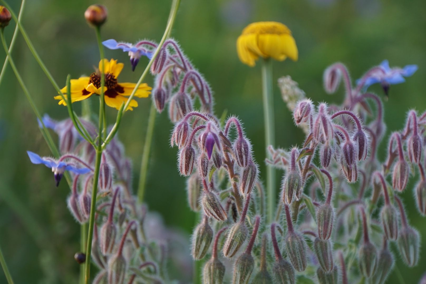 Blumen im Sommer