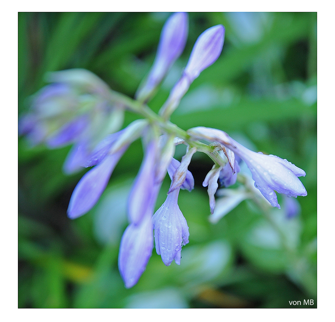 Blumen im Sommergarten