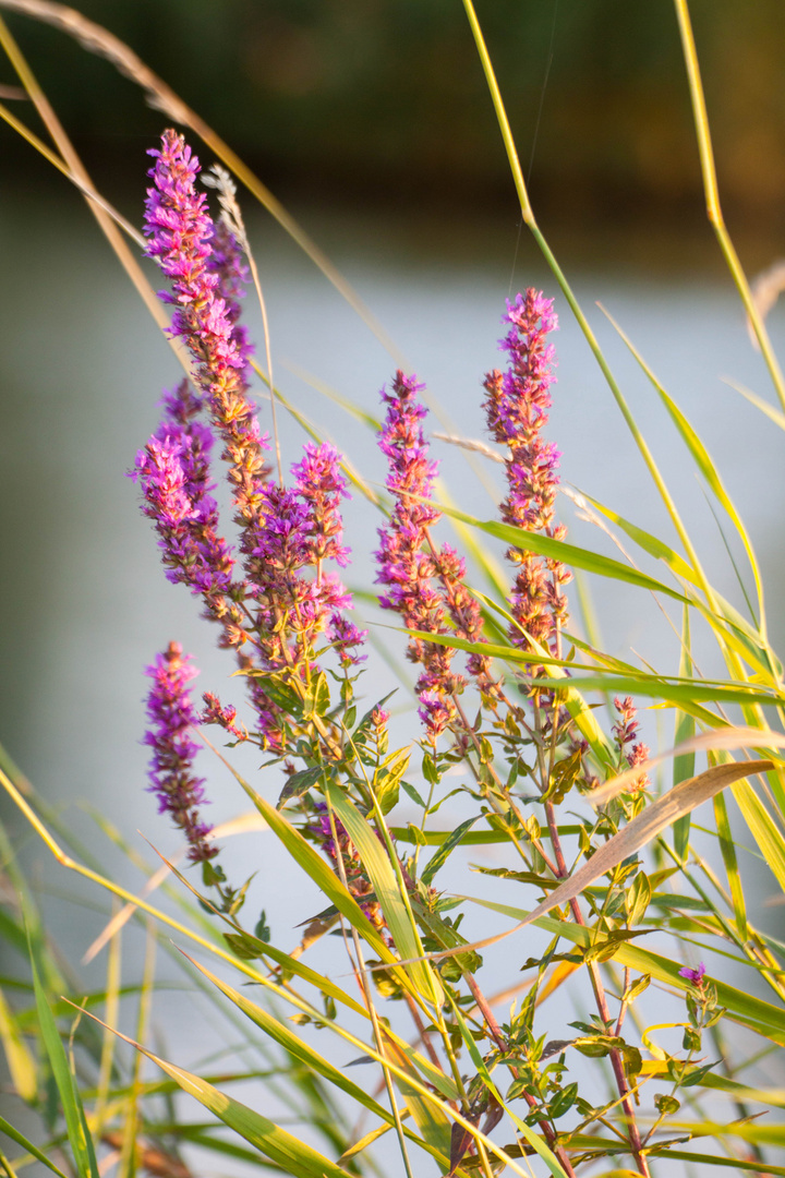 Blumen im Sommerwind