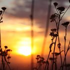 Blumen im Sonnenaufgang