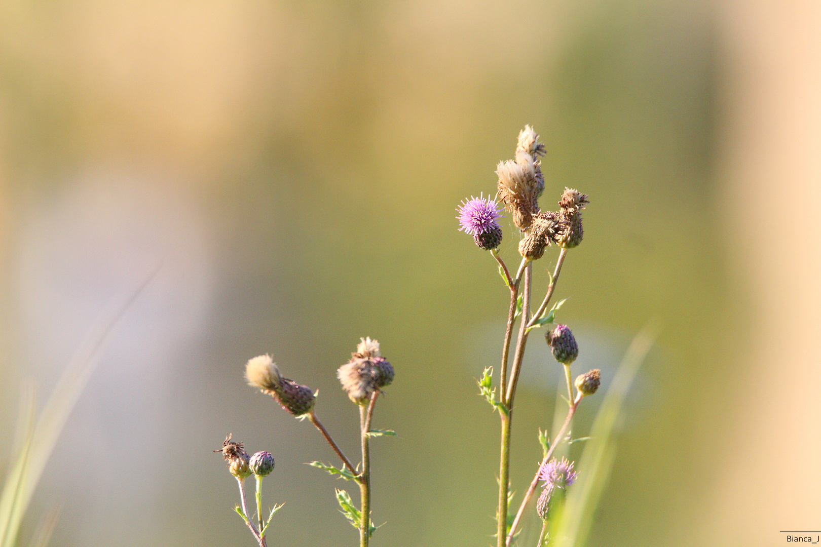 Blumen im Sonnenlicht