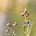 Blumen im Sonnenlicht