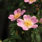 Blumen im Sonnenlicht