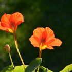 Blumen im Sonnenlicht