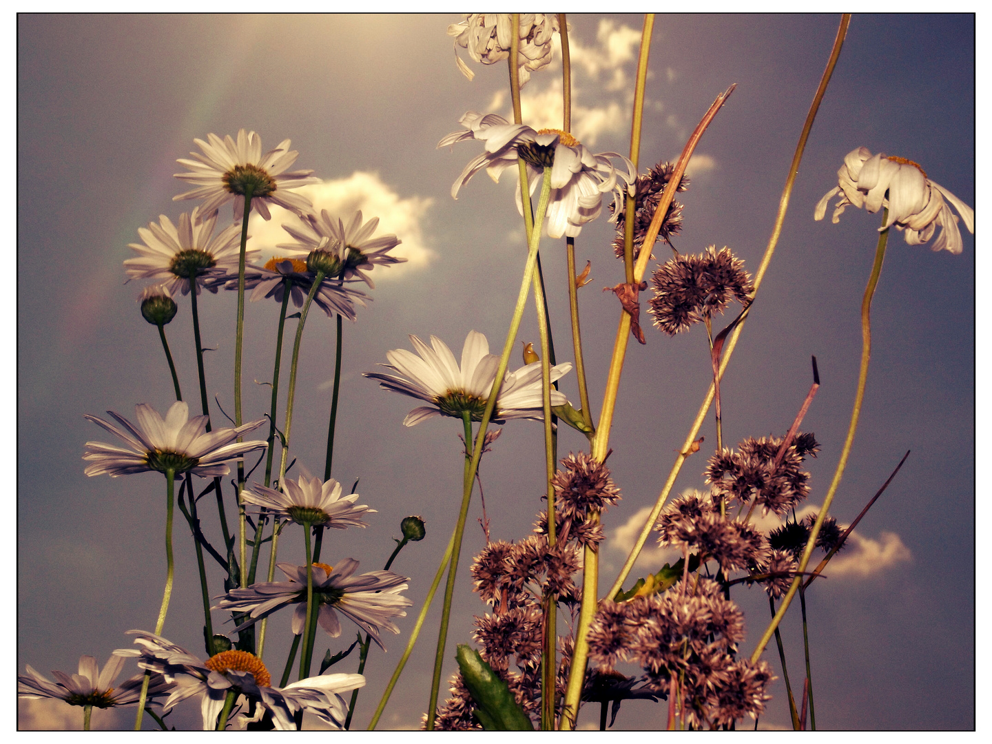 Blumen im Sonnenschein