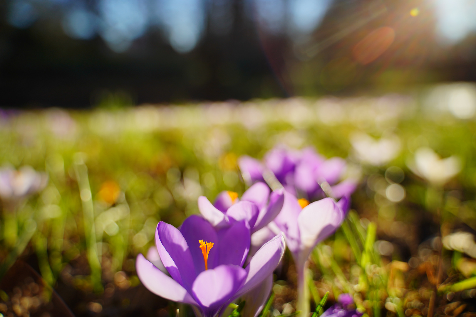 Blumen im Sonnenschein