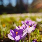 Blumen im Sonnenschein