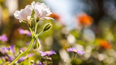 Blumen im Sonnenschein