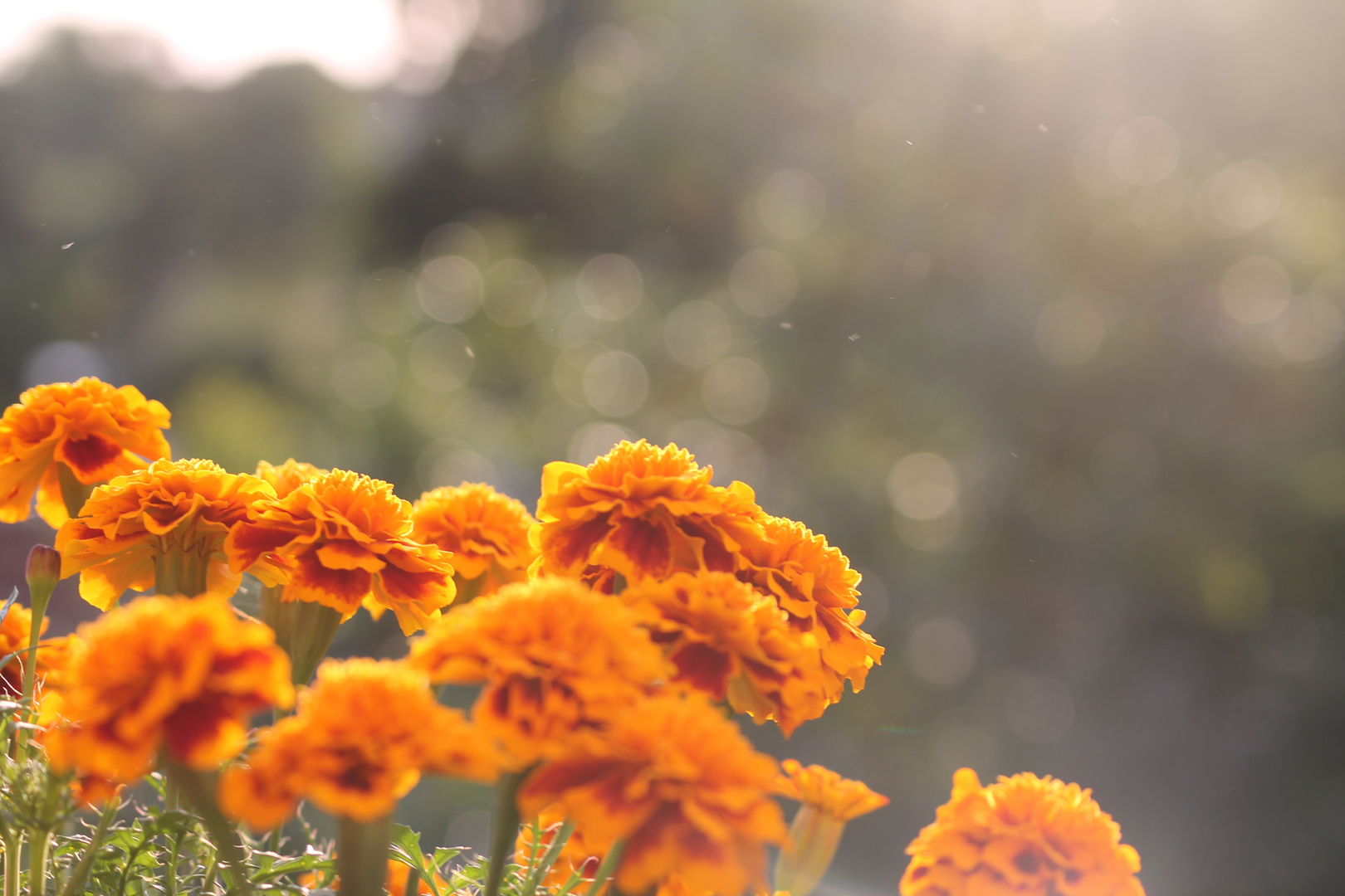 Blumen im Sonnenuntergang