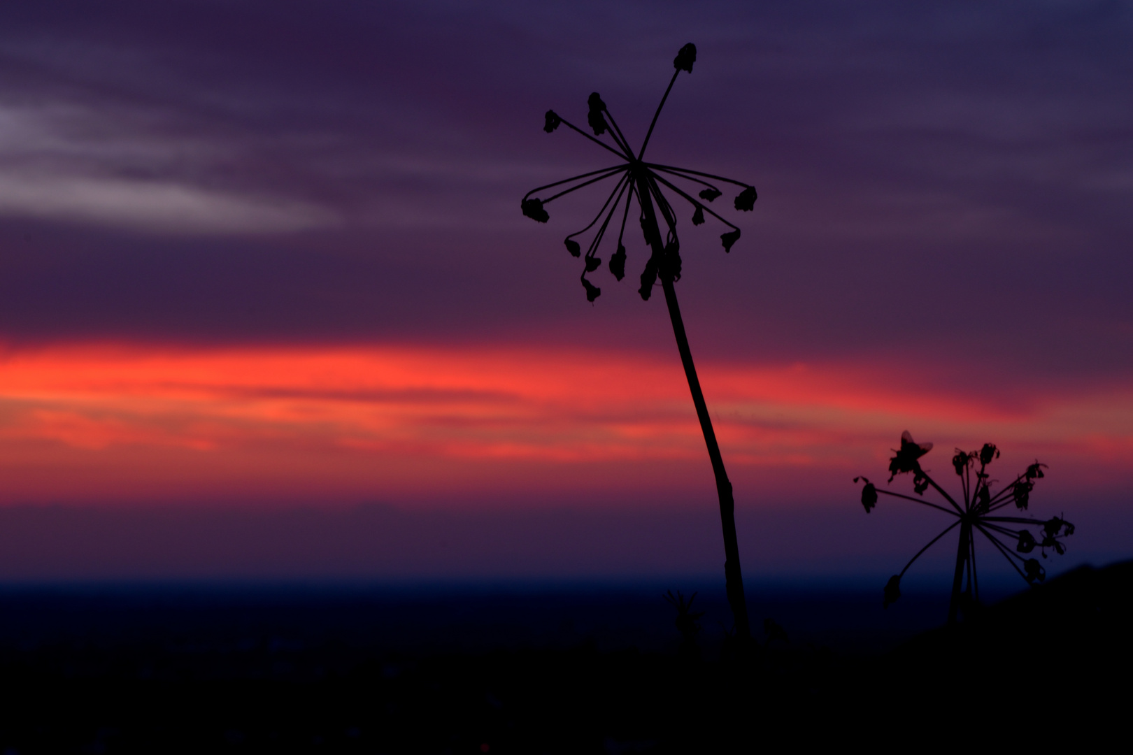 Blumen im Sonnenuntergang