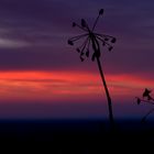 Blumen im Sonnenuntergang