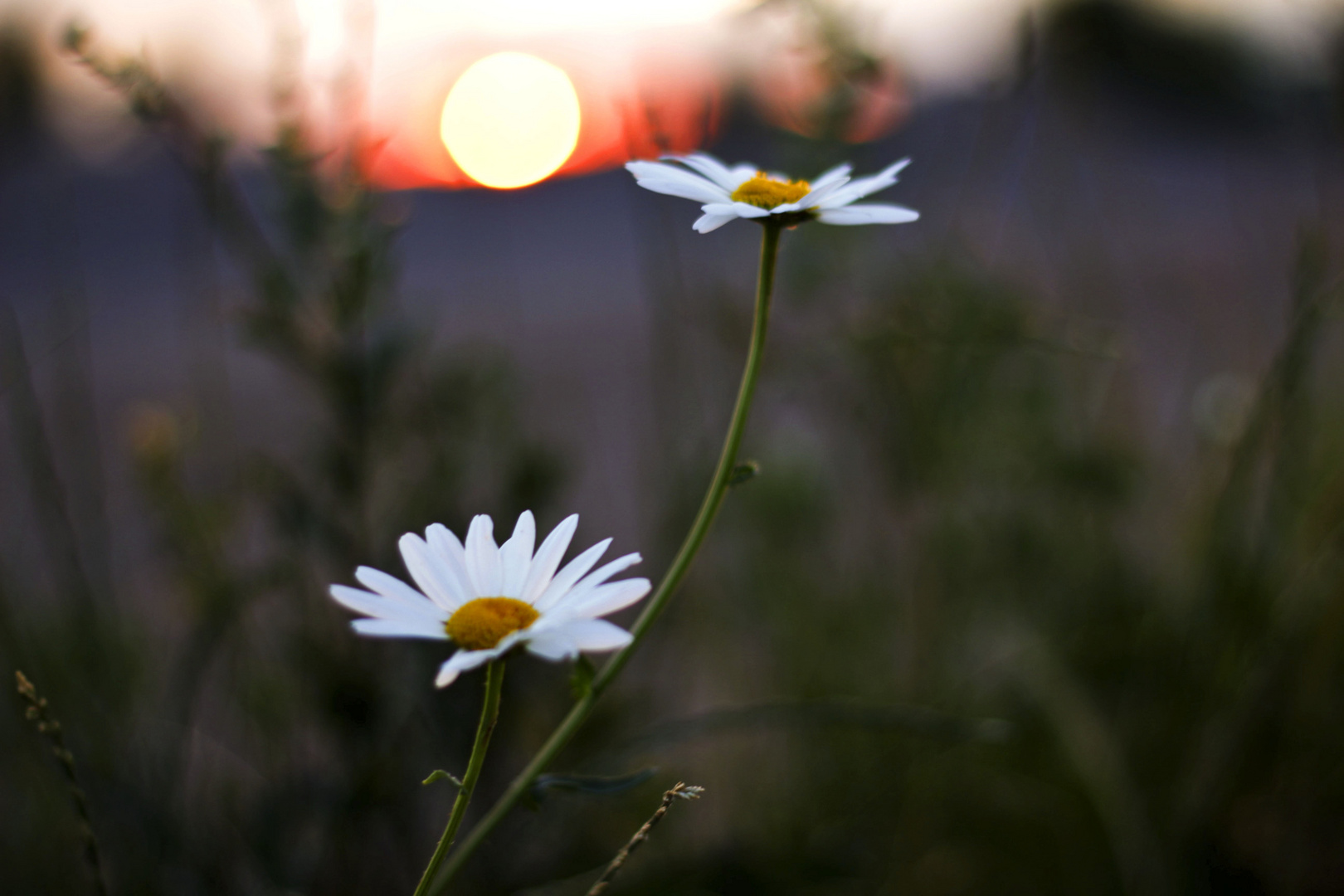 Blumen im Sonnenuntergang