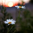 Blumen im Sonnenuntergang