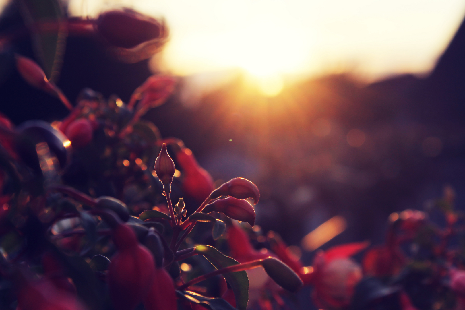 Blumen im Sonnenuntergang