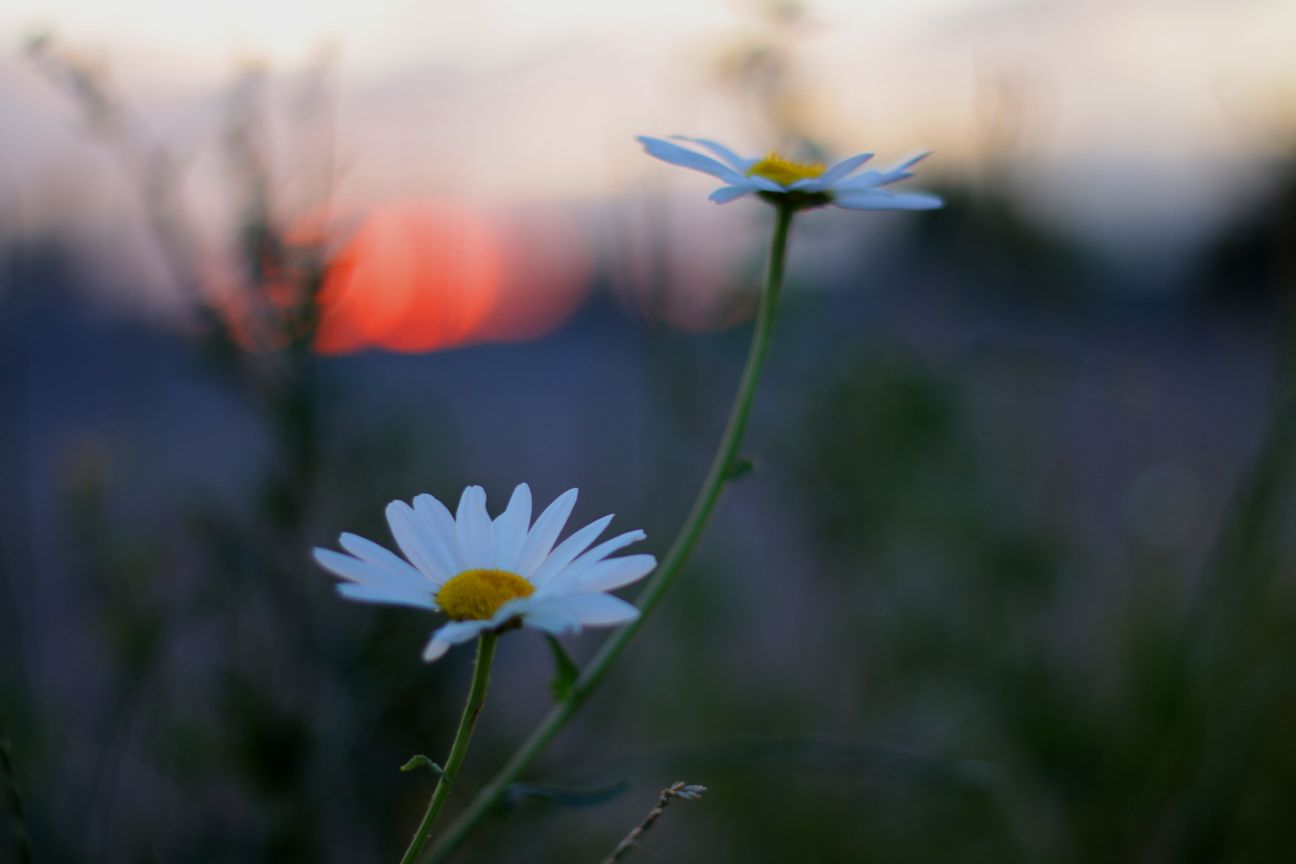 Blumen im Sonnenuntergang