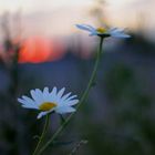 Blumen im Sonnenuntergang