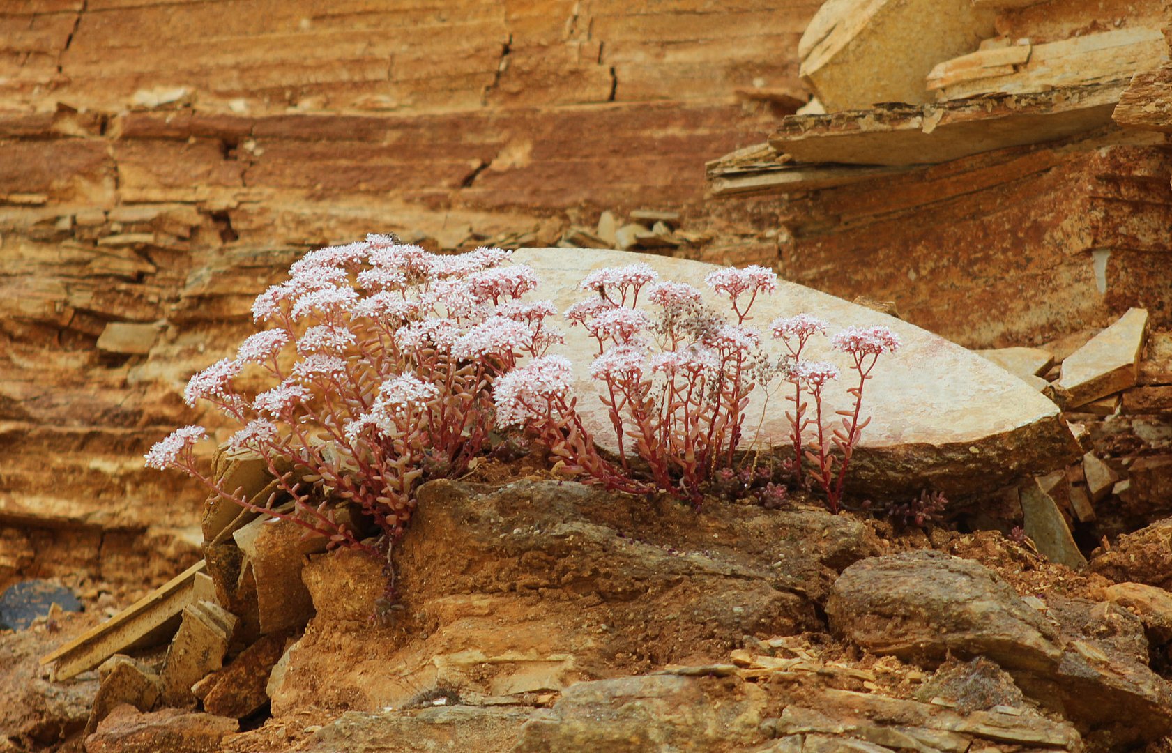 Blumen im Steinbruch