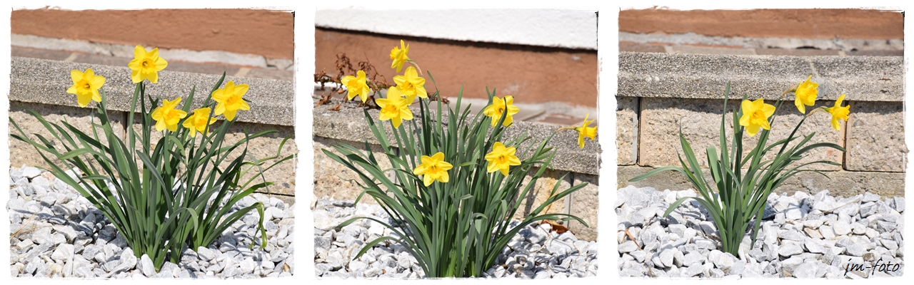 Blumen im Steingarten