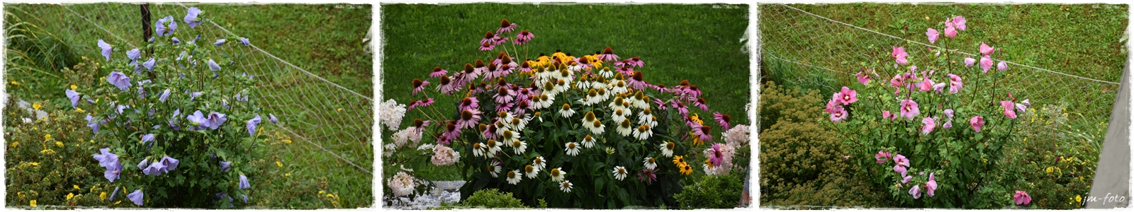 Blumen im Steingarten