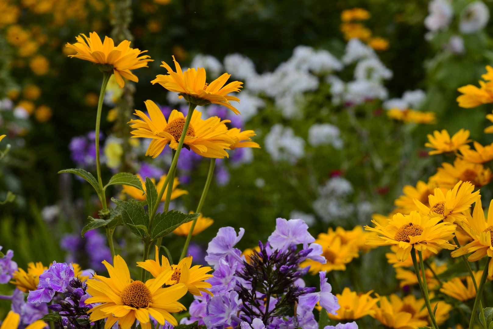 Blumen im strahlenden Licht Rügens